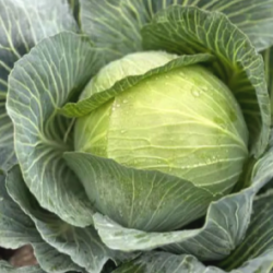 Kapusta Kilafest F1 2500 nasion st